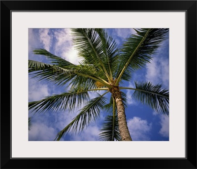 Low-angle view of palm tree fronds, white clouds in blue sky.
