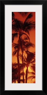 Low angle view of palm trees at dusk, Kalapaki Beach, Kauai, Hawaii