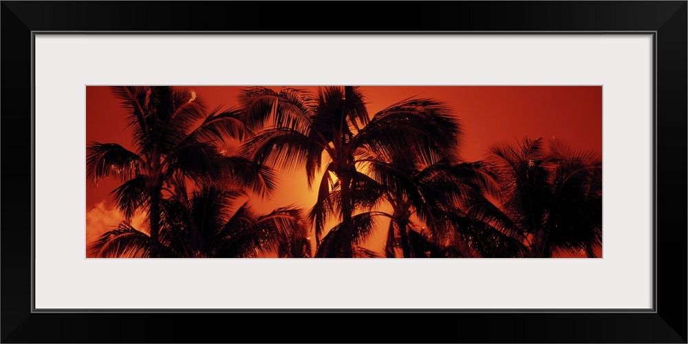 Large panoramic upward shot of the tops of palm trees at sunset at Kalapaki Beach, Kauai, Hawaii (HI). The setting sun is ...