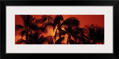 Low angle view of palm trees at dusk, Kalapaki Beach, Kauai, Hawaii