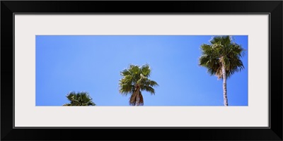Low angle view of palm trees, Florida