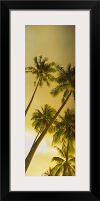 Low angle view of palm trees, French Polynesia