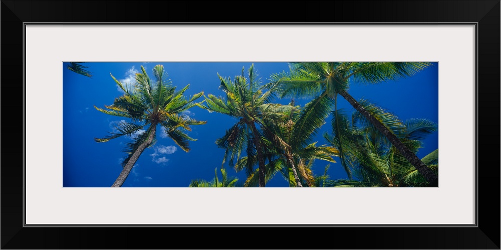 Low angle view of palm trees Maui Hawaii