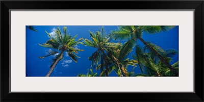 Low angle view of palm trees Maui Hawaii