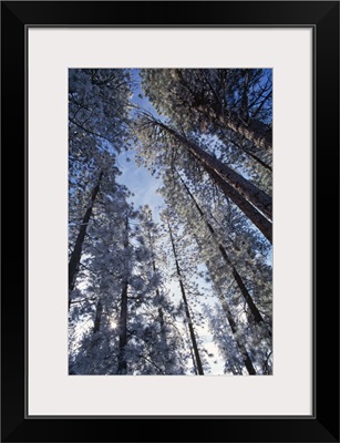 Low Angle View Of Pine Trees