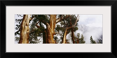 Low angle view of pine trees in the forest, Californian Sierra Nevada, California