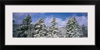 Low angle view of ponderosa pine trees covered with snow, Helena National Forest, Montana