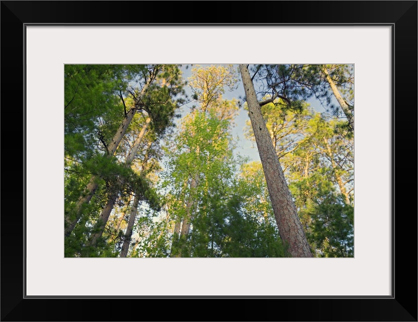 Low angle view of red pine trees growing along Lake Itaska, Itaska State Park, Minnesota