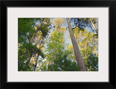 Low angle view of red pine trees growing along Lake Itaska, Itaska State Park, Minnesota