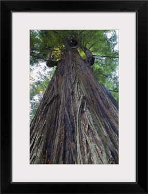 Low-Angle View Of Redwood Tree