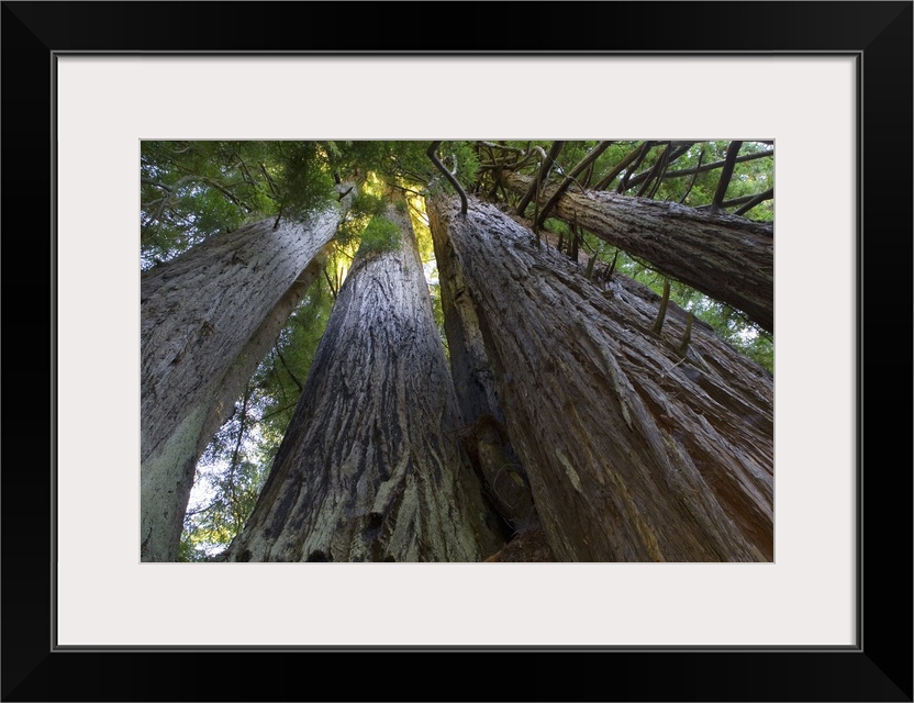 Big canvas photo art looking upwards at tree trunks with leaves at the top.