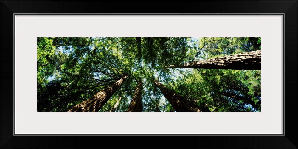 Low angle view of Sequoia trees (Sequoia sempervirens), Muir Woods National Monument, Marin County, California,