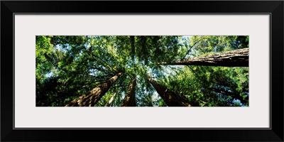 Low angle view of Sequoia trees (Sequoia sempervirens), Muir Woods National Monument, Marin County, California,