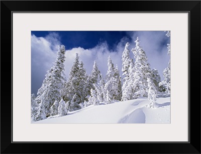 Low-Angle View Of Snow-Covered Pine Trees