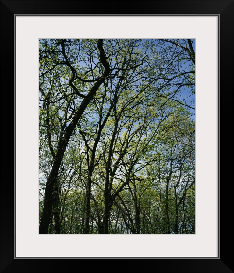 Low angle view of spring trees, Pilot Knob State Park, Iowa