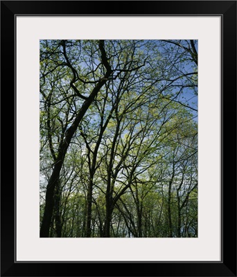 Low angle view of spring trees, Pilot Knob State Park, Iowa