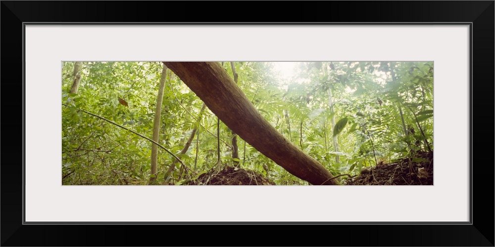 Low angle view of tree trunk, Carara National Park, Costa Rica