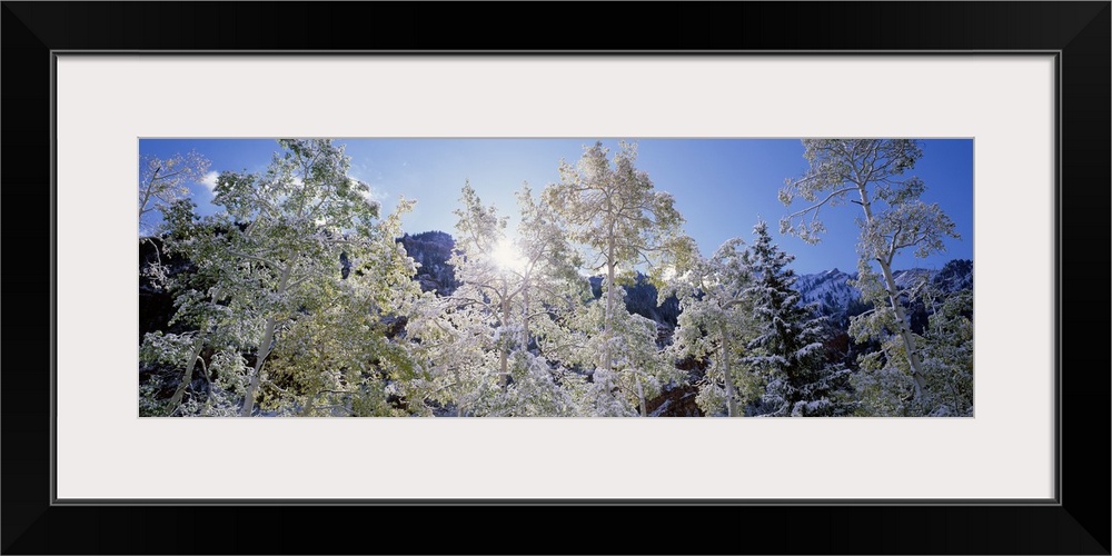 Low angle view of trees covered with snow, Maroon Bells, Aspen, Colorado