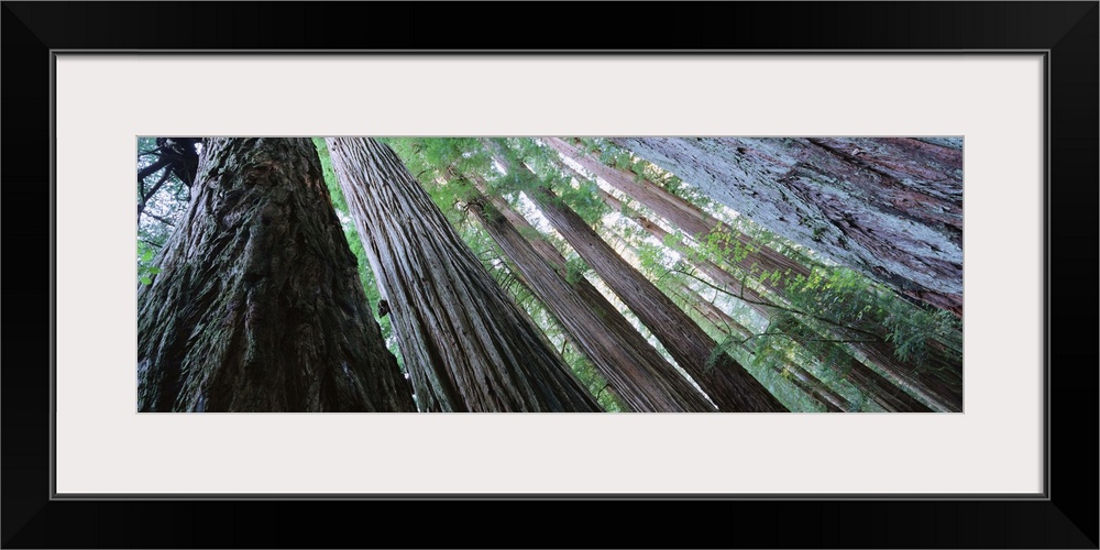 Low angle view of trees in a forest, Redwood National Park, California