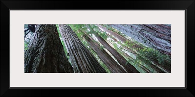 Low angle view of trees in a forest, Redwood National Park, California