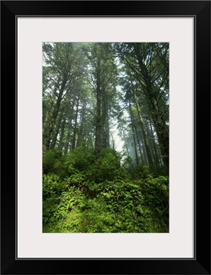 Low angle view of trees in mist, Cascade Head, Oregon