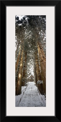 Low angle view of trees, Nagano, Tokyo Prefecture, Japan