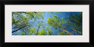 Low angle view of yellow poplar trees, Great Smoky Mountains National Park, Tennessee,