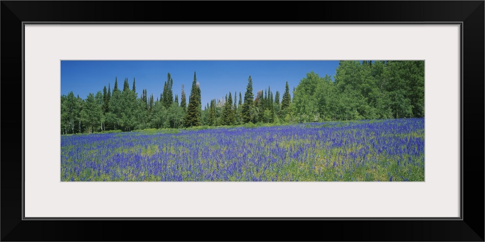 Lupine flowers in a field, Wasatch Plateau, Utah