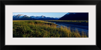 Lupine flowers in bloom along Turnagain Arm, Chugach Mountains, summer, Alaska