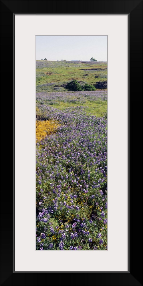 Lupines and Goldfields (Lasthenia) in a field, Table Mountain, Sacramento Valley, Butte County, California