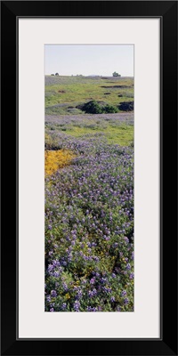 Lupines and Goldfields (Lasthenia) in a field, Table Mountain, Sacramento Valley, Butte County, California