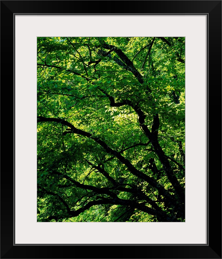 Lush foliage of trees in summer, close up, White Pine Hollow Preserve, Iowa