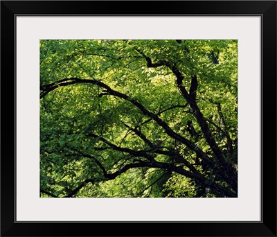 Lush foliage of trees in summer, close up, White Pine Hollow Preserve, Iowa