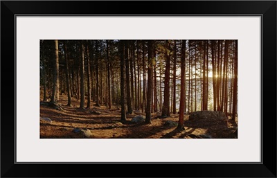 Maine, Acadia National Park, View of sunset through tree trunk