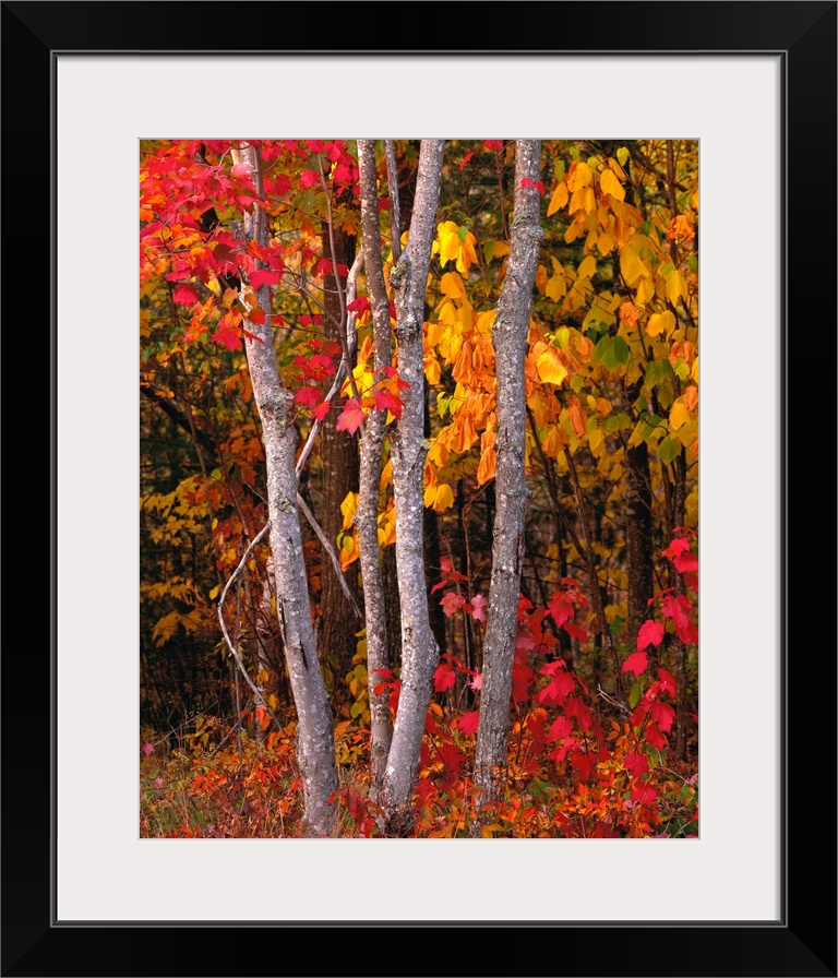 Portrait photograph of bright, autumn colored leaves on maple trees in a forest, in Maine.