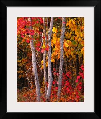 Maine, Autumn maple trees