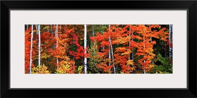 Maple and birch trees in a forest, Maine