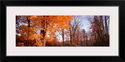 Maple tree in autumn, Litchfield Hills, Connecticut