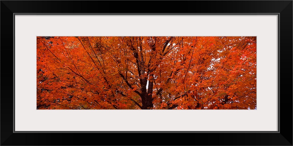 Large Panoramic image of a brilliant orange maple tree in the autumn.