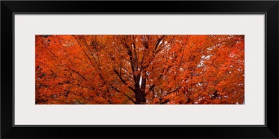 Maple tree in autumn, Vermont,