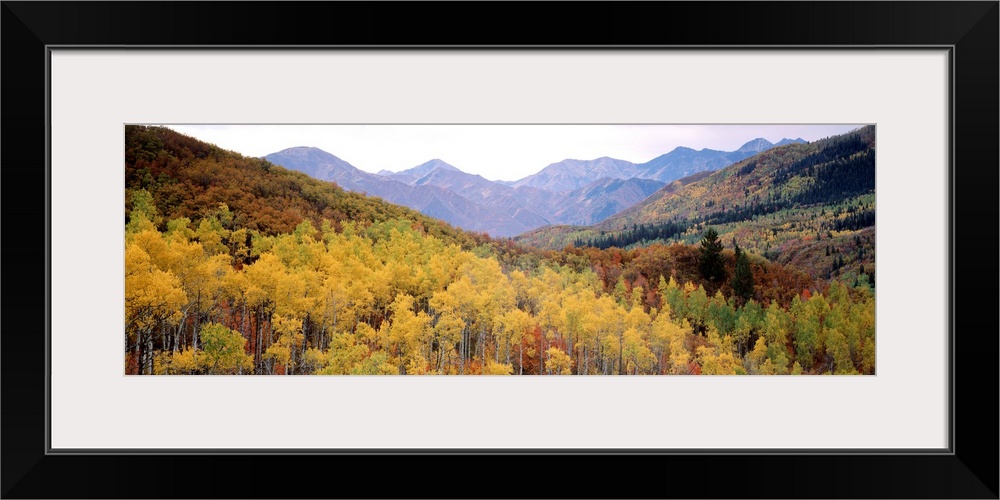 Maple trees in a forest, Utah