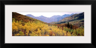 Maple trees in a forest, Utah