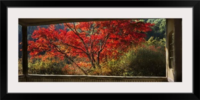 Maple trees in a garden viewed through a tea house, Hakuryuen, Kyoto City, Kyoto Prefecture, Japan