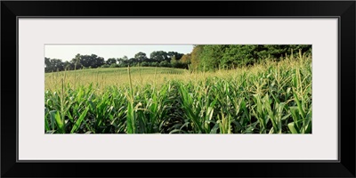 Maryland, Baltimore County, cornfield