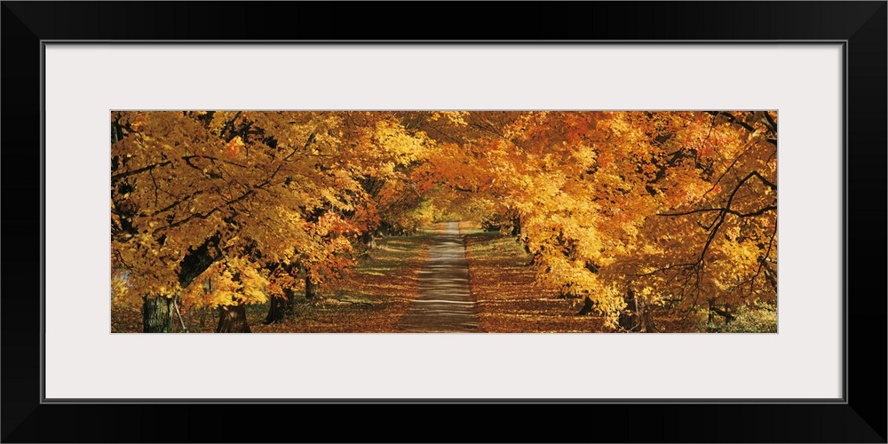 Maryland, Baltimore County, View of a tree lined empty road