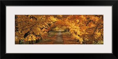 Maryland, Baltimore County, View of a tree lined empty road