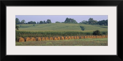 Maryland, Baltimore, Hay bales near a corn field
