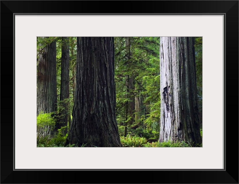 Big, landscape photograph of giant redwood tree trunks surrounded by green foliage in Prairie Creek Redwoods State Park, C...