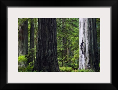 Massive redwood trees, Prairie Creek Redwoods State Park, California