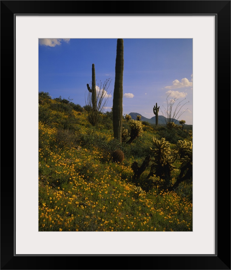 Various types of cacti and tiny yellow flowers grow on a small hill that is photographed during a sunny day.